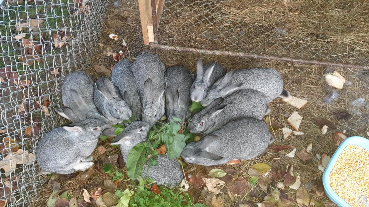Pensiunea Agroturistica Cerna, Vaideeni, Valcea Esterno foto